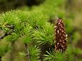 Sikkim Larch