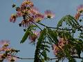 Silktree Mimosa