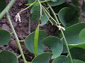 Silky Dalbergia