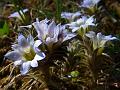 Silvery Gentian