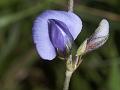 Simple-Leaved Nogra