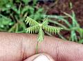 Sind Crowfoot Grass