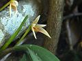 Single Flowered Bulb-Leaf Orchid