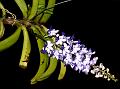 Sky-Blue Rhynchostylis