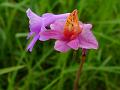 Slender Anthogonium