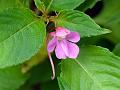 Slender East-Himalayan Balsam