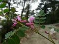 Slender Indigo