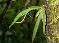 Slender Oberonia
