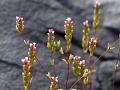 Slender Rotala