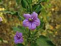 Slender Ruellia