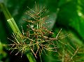 Slender Sedge