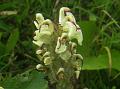 Slender-Beak Lousewort