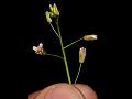 Slender-Pod Rock-Cress