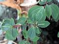 Slender-Spike Peperomia