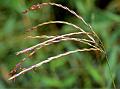 Small Carpetgrass