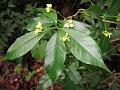 Small Flowered Snake Root