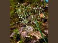 Small Quaking-Grass