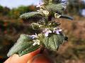 Small-Flowered Bugleweed