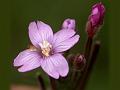 Small-Flowered Willow-Herb