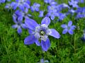 Small-leaved Trailing Bellflower