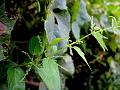 Smallflower Nettle