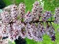 Smallflower Tamarisk