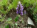 Smooth Catmint