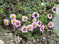 Smooth Ground Daisy