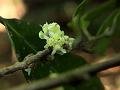 Smooth Litsea