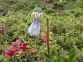 Soft Bonnet Bellflower