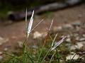 Soft Eulalia Grass