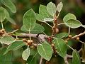 Soft Fig