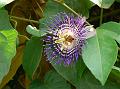 Soi Fah Passion Flower