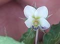 Somali Violet