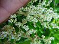 South-Asian Honey Sweet Tree