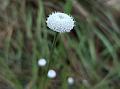 South-Asian Pipewort