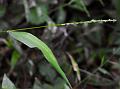 South-Asian Wild Rice