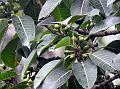 South-Indian Fig