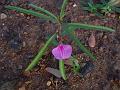 Spade Flower