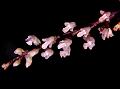 Sparkling Reed-Orchid