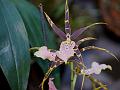 Spider Brassia