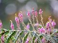 Spike-Flower Indigo