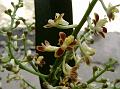 Spiked Closed-Mouth Orchid