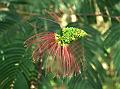 Spiked Powder Puff