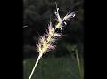 Spiny Burrgrass
