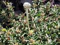 Spiny White Bush-Violet