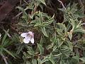 Spiny-Leaf Scaly-Ball