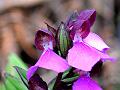 Splendid Short-Helmet Orchid