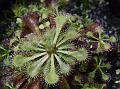 Spoon-Leaf Sundew
