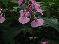 Spotted Balsam